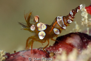 shrimp by Stan Flachs 